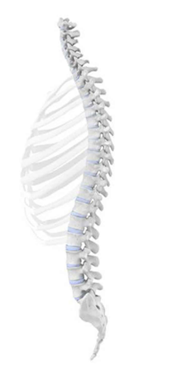 Back pain has various causes Back pain has various causes